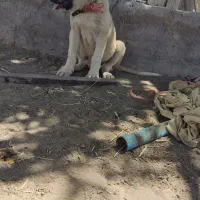 توله خراسانی 6ماه|سگ|رفسنجان, |دیوار