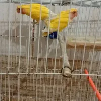 طوطی برزیلی