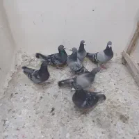 فروش چند عدد نرپر|پرنده|تلنگ, |دیوار