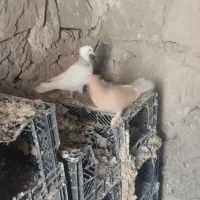 طوق الماسی با زرد کاکلی پاپر هر دو ماده|پرنده|دهدشت, |دیوار