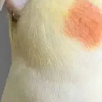 پرنده قم شده