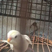 جوجه مرغ عشق|پرنده|شیراز, مسلم|دیوار