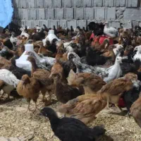 جوجه گلپایگانی(کشاورزی)|حیوانات مزرعه|جم, |دیوار