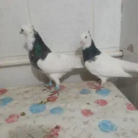 سینه ...|پرنده|بجنورد, |دیوار