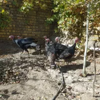 فروش بوقلمون رسمی