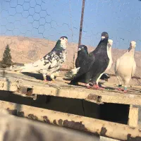 کبوتر پلاکی|پرنده|شیراز, حومه شیراز|دیوار