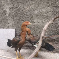 مرغ لاری|حیوانات مزرعه|خرم‌آباد, |دیوار