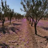 باغ بارده به قیمت با یک ساعت آب ملکی روستای ده خیر