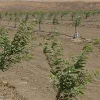 باغبانی، طراحی، نظارت، اجرا