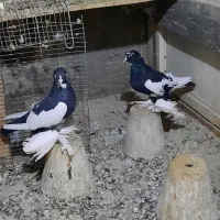 خاصا قوش|پرنده|صوفیان, |دیوار