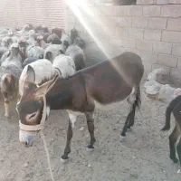 خر گله ای و باری