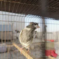 قناری ماده|پرنده|شیراز, شهرک گلدشت حافظ‎|دیوار