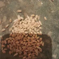 گندم خوراک حیوانات