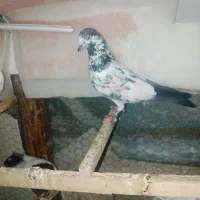 کبوتر|حیوانات|سنگر, |دیوار