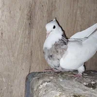 کفتر|پرنده|شیراز, کوشک میدان|دیوار