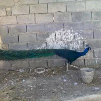 طاووس مصری ده ماهه نر|پرنده|گرگان, |دیوار