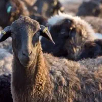 گوسفند نر چهل و پنج