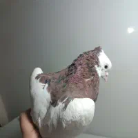 کبوترطوقی سرخ هفرنگ خال سیاه دارجفت ساده لایی مگسی|پرنده|مشهد, شهید بصیر|دیوار