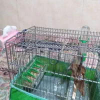 سهره|پرنده|تهران, جوادیه|دیوار