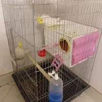 عروس هلندی|پرنده|فرمهین, |دیوار