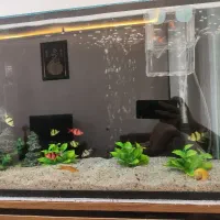 ده تا ماهی تایگر 2.5الی3.5بند