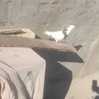 کبوتر توقی|پرنده|شادگان, |دیوار