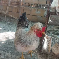 خروس بالغ جوان