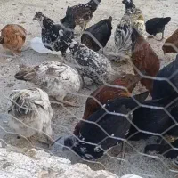 مرغ خروس جوجه|حیوانات مزرعه|بروجرد, |دیوار