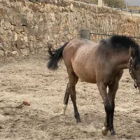 کره مادیون دره شور