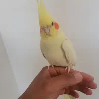 لوتینو نر|پرنده|نرماشیر, |دیوار