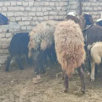 میش و بره|حیوانات مزرعه|زاوه, |دیوار