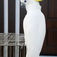 طوطی کاکادو تاج زرد نر بالغ فول رام دستی بیگ سایز|پرنده|تهران, پرستار|دیوار