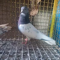 کفتر کبوتر مسافتی،شهری،بهبهونی،کله سبز،رنگی