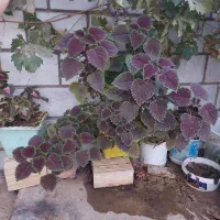 گل حسنی یوسف شاداب قشنگ