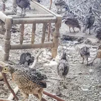جوجه یک ماهه