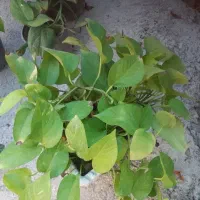 گلهای طبیعی آپارتمانی|گل و گیاه طبیعی|مرند, |دیوار