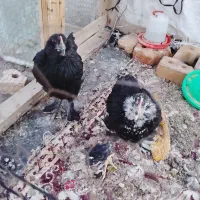 مرغ پرپا تاقچه