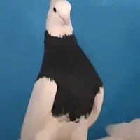 پرند