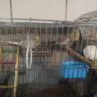 عروس هلندی نر ماده|پرنده|کیار, |دیوار