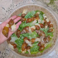 حلزون آچاتینا آلبینو برای حلزونتراپی و تقویت پوست|خزنده|رشت, اسماعیل آباد|دیوار