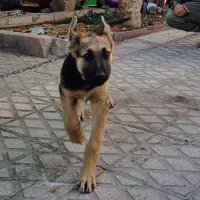 ژرمن اصیل|سگ|سمنان, |دیوار