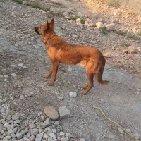 فروش سگ نگهبان یک ساله