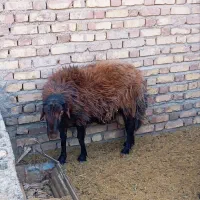 قوچه 2 ساله