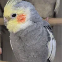 گمشده|حیوانات|ری, دیلمان|دیوار