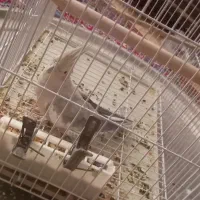 عروس هلندی|پرنده|کرج, شهرک فهمیده|دیوار