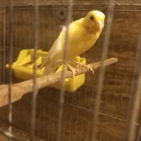 فروش قناری نر بخون حرفیی مست مست|پرنده|آمل, |دیوار