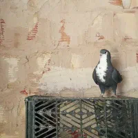 کبوتر ریش دمسفید ماده