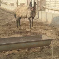 یک راس قوچ شال دوساله|حیوانات مزرعه|خرمدشت, |دیوار