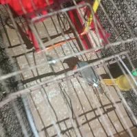 فنچ و کبوتر  باغی|پرنده|زاهدان, |دیوار