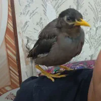 اصل